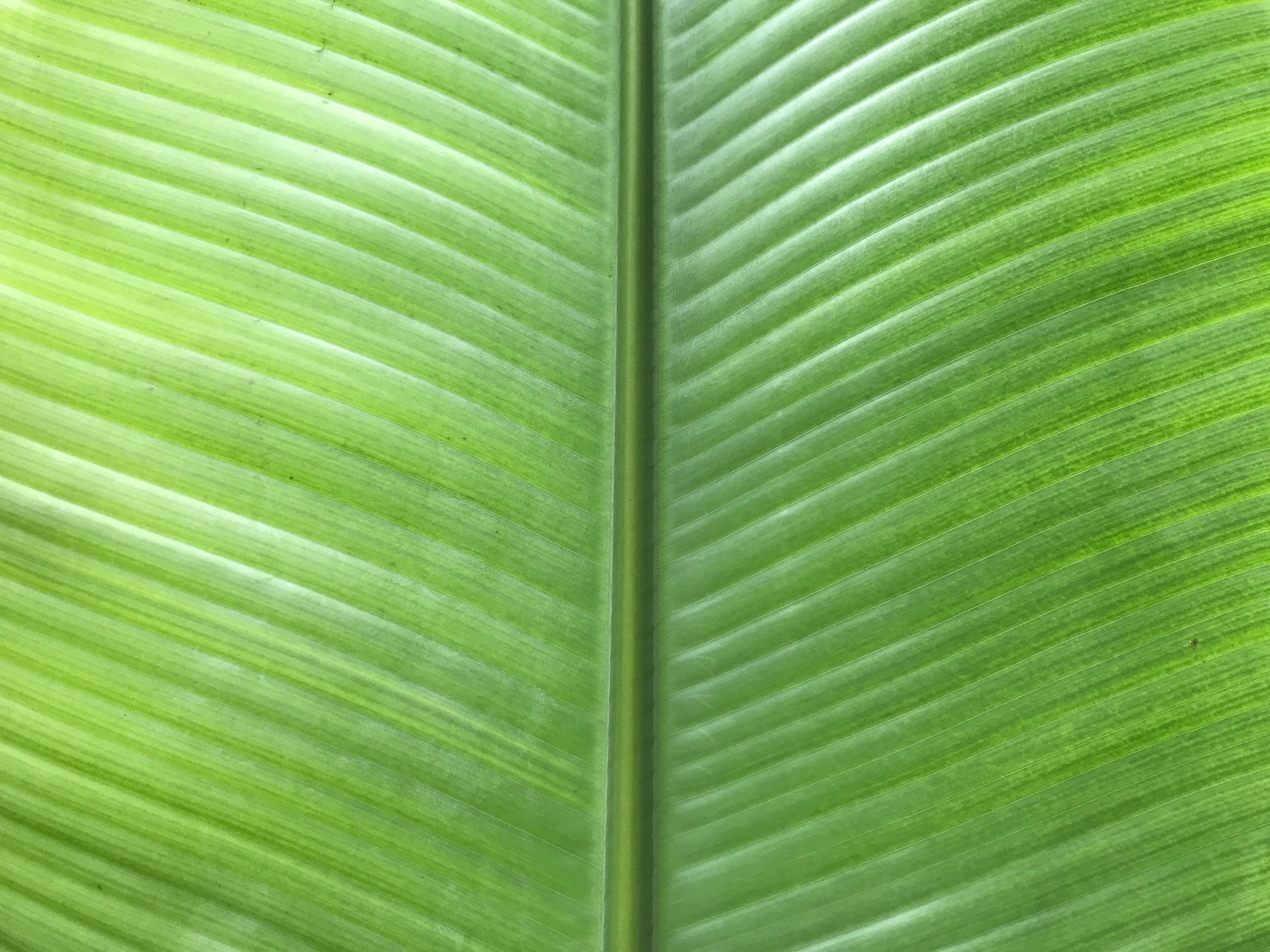 Tropical foliage